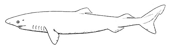 Greenland shark. Illustration source: Fishes of the Western North Atlantic (1948)