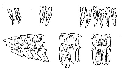 Greenland shark dentition: upper and lower teeth from right-hand side, at center of mouth, from midway along the jaws and from the corner of the mouth of a specmen about 11 feet in length. Image courtesy Fishes of the Western North Atlantic (1948)