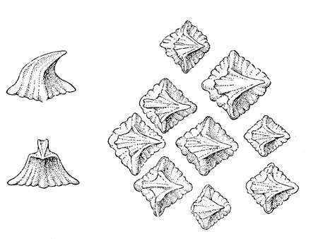 Greenland shark denticles. Illustration courtesy Fishes of the Western North Atlantic (1948)