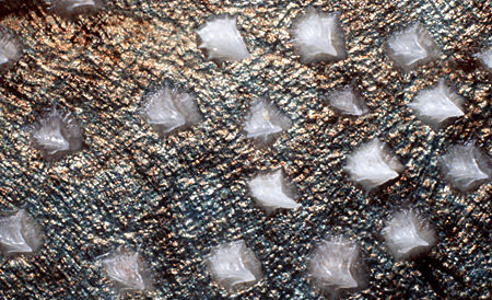 Greenland shark denticles. Photo © Doug Perrine