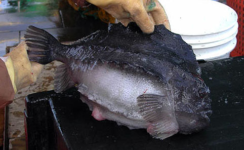 Lumpfish are a common prey item of the Greenland shark. Photo courtesy NOAA