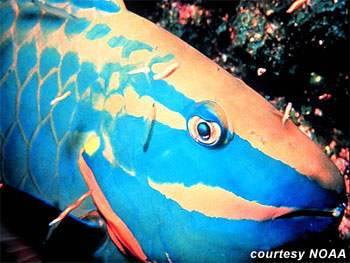 Stoplight Parrotfish. Photo courtesy NOAA