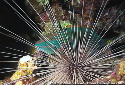 Stoplight parrotfish with a sea urchin. Photo courtesy Flower Garden Banks National Marine Sanctuary