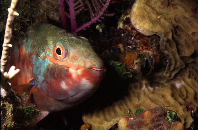 Secondary male stoplight parrotfish. Photo © George Ryschkewitsch