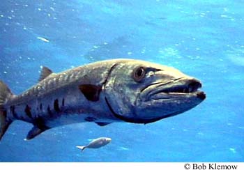 Sphyraena barracuda – Discover Fishes