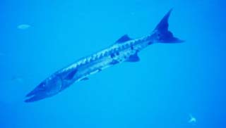Great barracuda: note the double emarginate tail fin. Photo courtesy NOAA