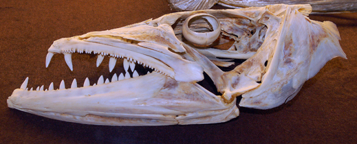 Skull of the great barracuda. Photo © Cathleen Bester