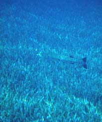 Barracuda cruising over seagrass bed. Photo courtesy NOAA