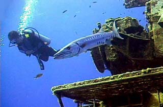 SCUBA diver with barracuda. Photo © Bob Klemow