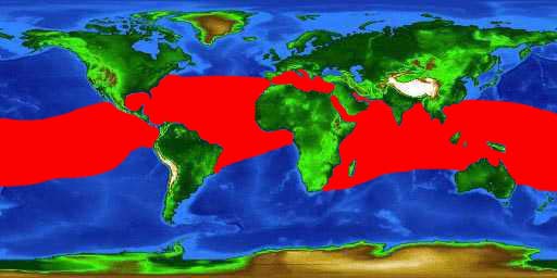 World distribution map for the great barracuda