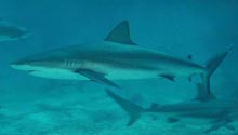 Caribbean reef shark: predator of the great barracuda. Photo © David Snyder