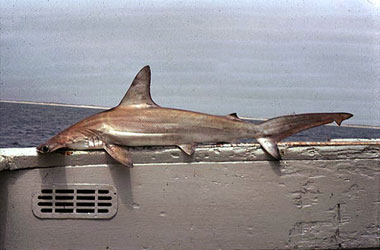 Scalloped hammerhead. Photo © George Burgess