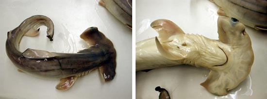 Near-term scalloped hammerhead embryo, dorsal and ventral view. Photo © FLMNH