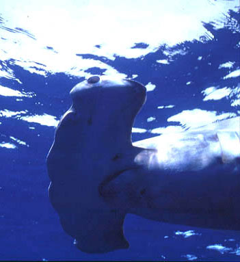 Close view of scalloped hammerhead. Photo © Jeremy Stafford-Deitsch