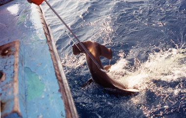 Scalloped hammerhead being landed. Photo © Commercial Shark Fishery Observer Program/FLMNH