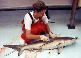 Collecting biological data on a scalloped hammerhead. Photo © Tobey Curtis/FLMNH