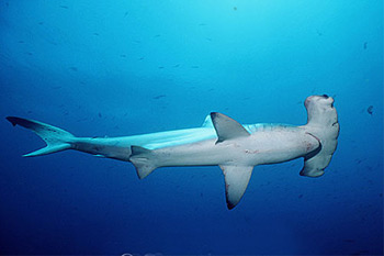 Scalloped hammerhead (Sphyrna lewini) underwater. Photo © Doug Perrine