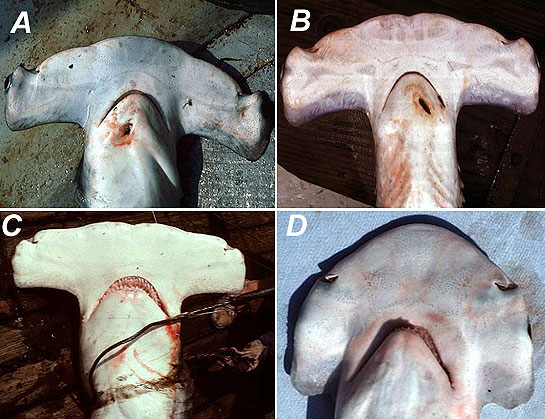 Comparison of hammerhead sharks: A. smooth hammerhead, B. scalloped hammerhead, C. great hammerhead, D. bonnethead. Photos © George Burgess