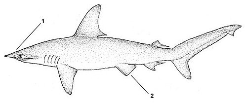 Scalloped hammerhead (Sphyrna lewini). Illustration courtesy FAO, Species Identification and Biodata