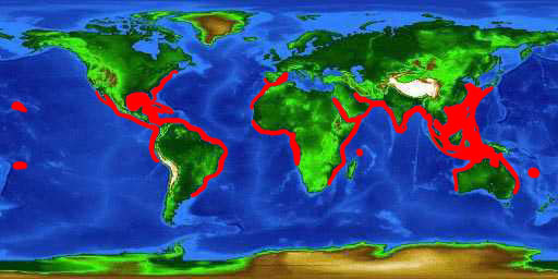 World distribution map for the scalloped hammerhead