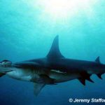 Great hammerhead in the Bahamas. Photo © Jeremy Stafford-Deitsch