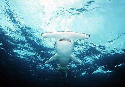 hammerhead shark cephalophoil