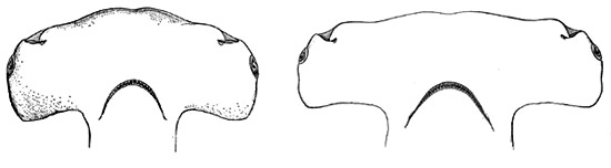 Great hammerhead differences between the A. Juvenile and B. Adult head morphology. Illustration courtesy Bigelow and Schroeder (1948) FNWA