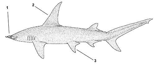 Great hammerhead (Sphyrna mokarran). Illustration courtesy FAO, Species Identification and Biodata