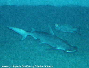 Bonnethead. Photo courtesy Virginia Institute of Marine Science