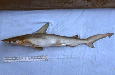 Bonnethead. Photo © George Burgess