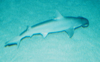 Bonnethead. Photo courtesy Virginia Institute of Marine Science