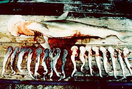 Bonnethead with embryos. Photo courtesy NOAA