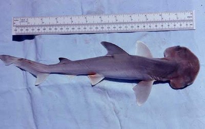 Bonnethead juvenile. Photo © George Burgess