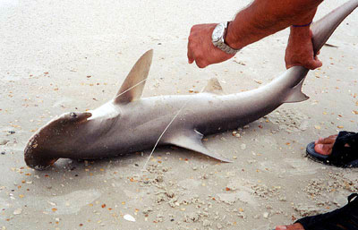 Bonnethead caught off a Florida beach. Photo © George Burgess
