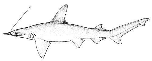 Bonnethead (Sphyrna tiburo). Illustration courtesy FAO, Species Identification and Biodata