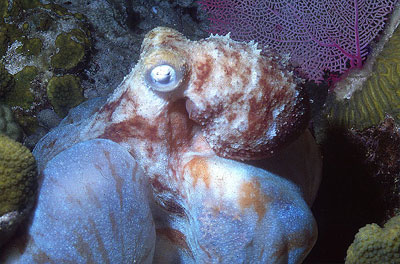 Bonnetheads feed on a variety of marine invertebrates, including octopus. Photo © George Ryschkewitsch