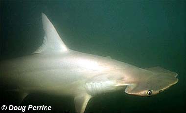 Smalleye Hammerhead. Photo © Doug Perrine