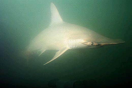 Smalleye hammerheads are categorized as "Vulnerable" by the IUCN. Photo © Doug Perrine