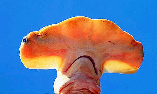 The coloration of the smalleye hammerhead can range from bright gold to a yellow-orange. Photo © Doug Perrine