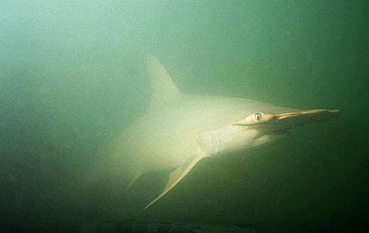 Smalleye hammerhead in waters off Trinidad. Photo © Doug Perrine