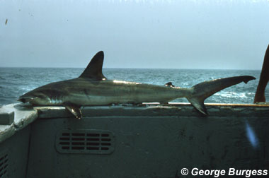 Smooth hammerhead. Photo © George Burgess