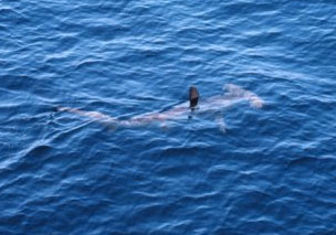 Hammerhead swimming with dorsal fin exposed during a seasonal migration. Photo courtesy NOAA