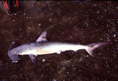 Smooth hammerhead. Photo © George Burgess