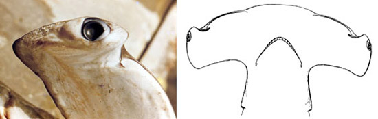 Eye location on the cephalophoil (left), view of head from below (right). Photo © George Burgess, and illustration courtesy Bigelow and Schroeder (1948)