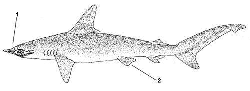 Smooth hammerhead (Sphyrna zygaena). Illustration courtesy FAO, Species Identification and Biodata