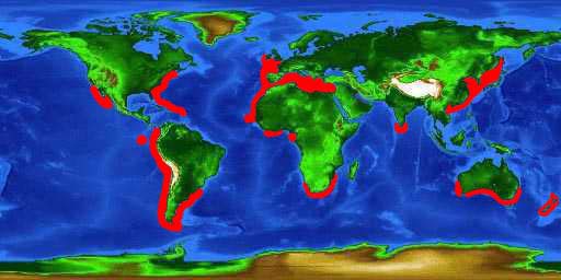 World distribution map for the smooth hammerhead