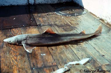 Spiny Dogfish. Photo © George Burgess
