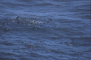 Spiny dogfish schooling behavior, if you look closely, you can see dorsal fins of numerous individuals. Photo courtesy NOAA