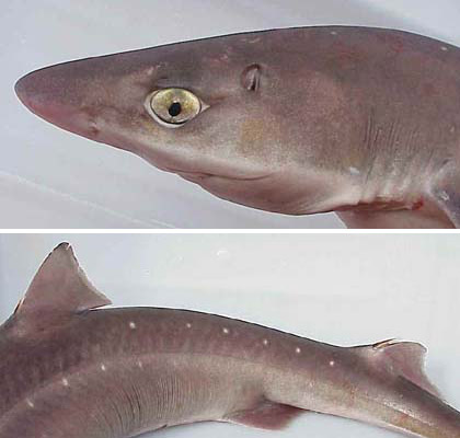 Spiny dogfish, notice the moderately large eye and somewhat flattened head (top), and dorsal fin spines on the spiny dogfish (bottom). courtesy NOAA