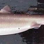 Spiny dogfish. Photo courtesy NOAA